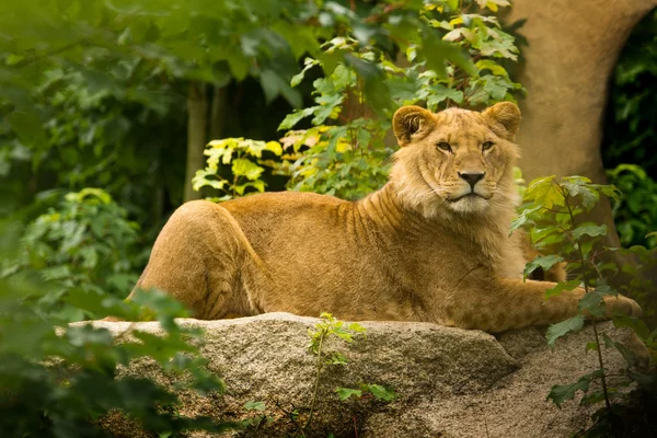 Rei Leão Futuro - Leão macho jovem — Fotografia de Stock