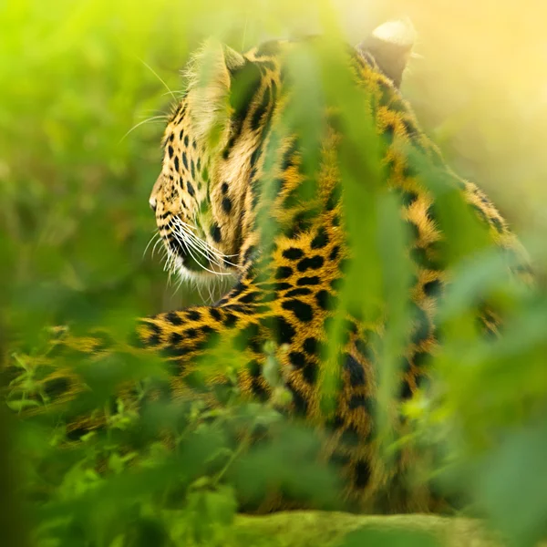 Leopard in de jungle — Stockfoto