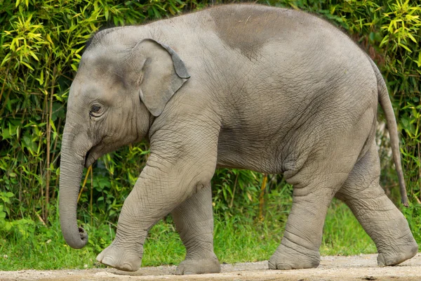 stock image Baby Elephant walking