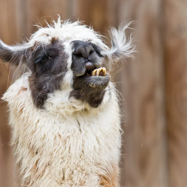 stock image Bad Hair Day - Alpaca