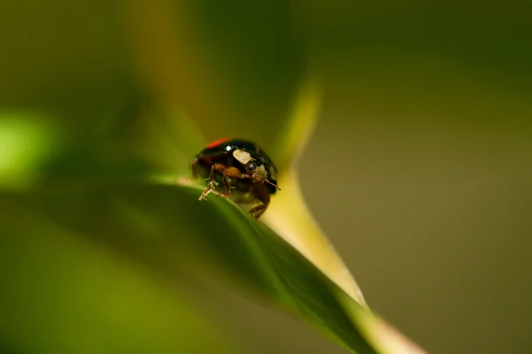 Bambu yaprakları üzerinde dinamik uğur böceği — Stok fotoğraf
