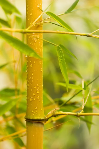 Желтый бамбук - Phyllostachys — стоковое фото