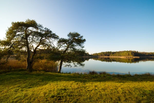 Árboles de pino en la orilla del lago — Foto de Stock