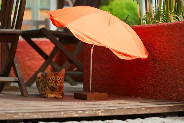 Katt med parasoll — Stockfoto