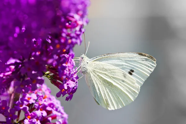 Papillon sur Buddleja — Photo