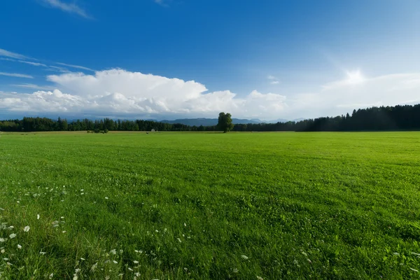 Paisagem de campo verde — Fotografia de Stock