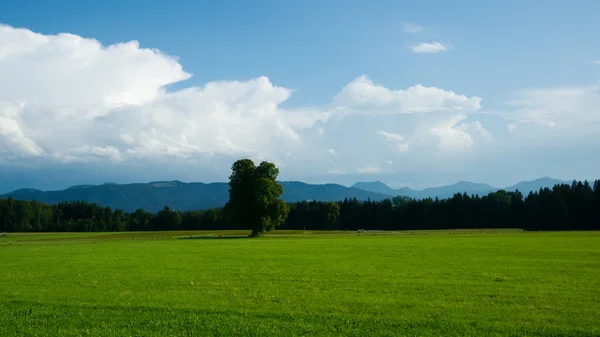 Зеленый полевой пейзаж с одним деревом — стоковое фото