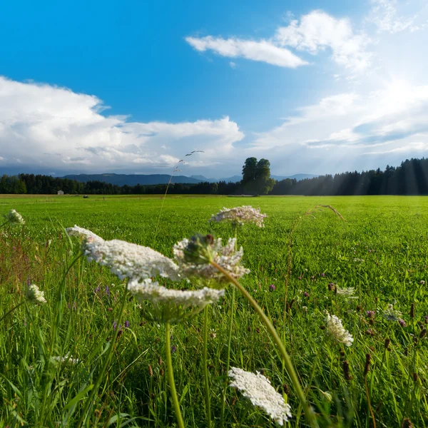 Vista verde do campo com montanhas e nuvens — Fotografia de Stock