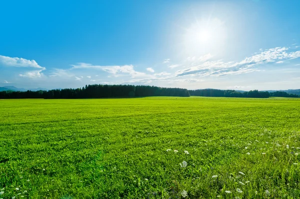 Landschaft der grünen Wiese — Stockfoto