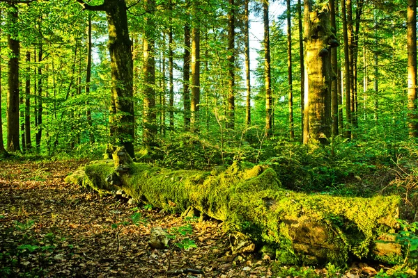 Přirozený les — Stock fotografie