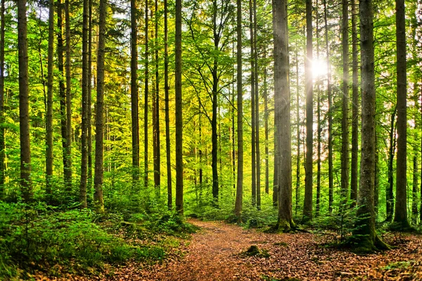 Естественный лес - вспышка солнца — стоковое фото