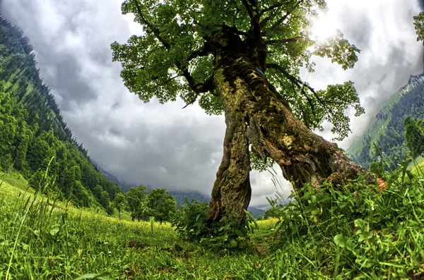 Gamla lönn träd — Stockfoto