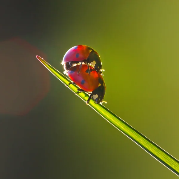 Uğur böceği aşkı — Stok fotoğraf