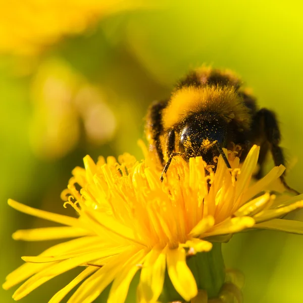 Μέλισσα σε πικραλίδα λουλούδι — Φωτογραφία Αρχείου
