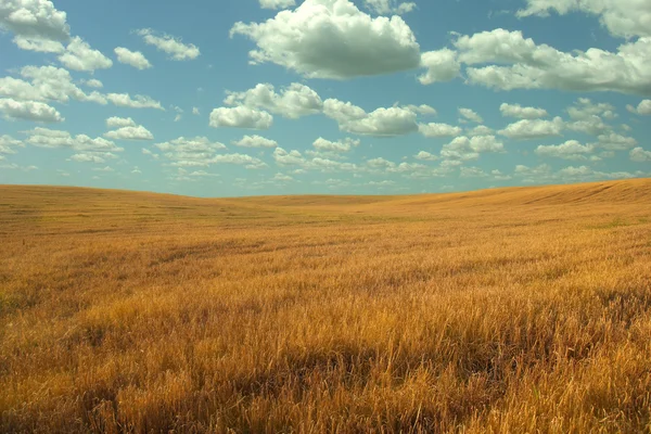 小麦和天空 — 图库照片