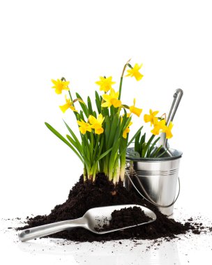 Planting Daffodils clipart