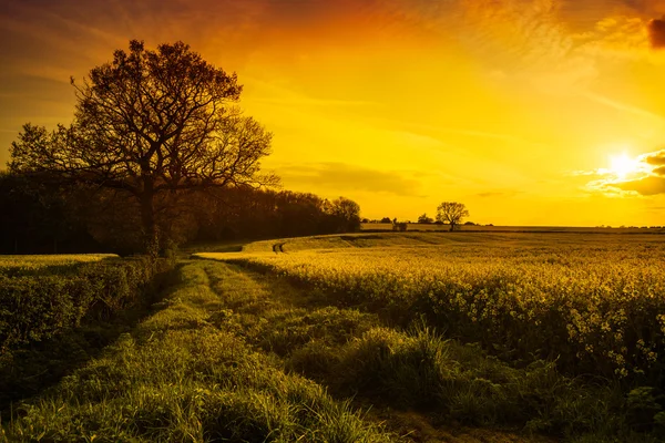 Canola veld bij zonsondergang — Stockfoto