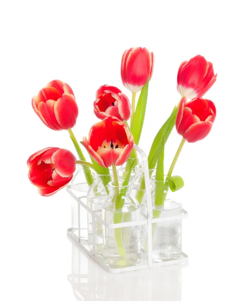Tulipani primaverili — Foto Stock