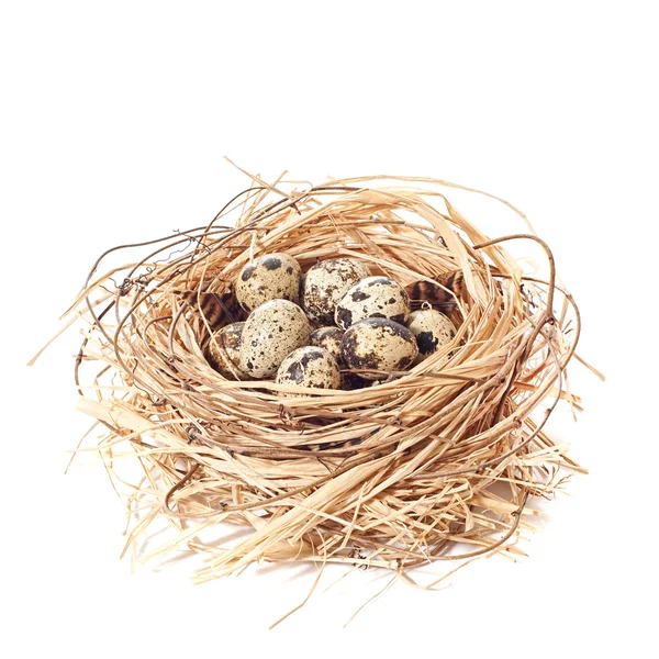 Hnízdo z křepelčích vajec — Stock fotografie