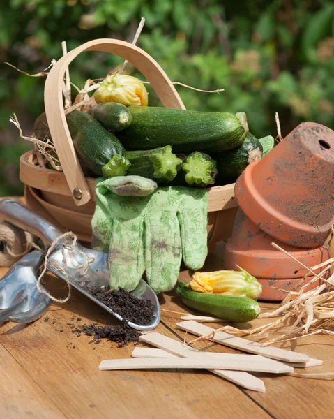 Zucchini korg med trädgårdsredskap — Stockfoto