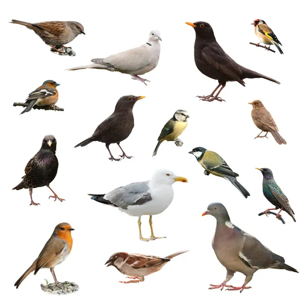 Britische Gartenvögel — Stockfoto