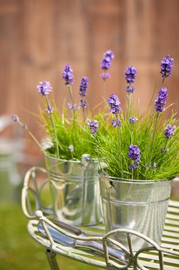 Garden Lavender clipart