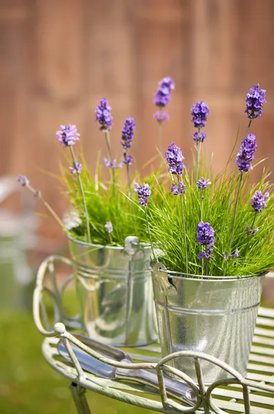Tuin lavendel — Stockfoto