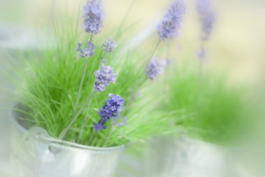 Lavender Sprigs clipart