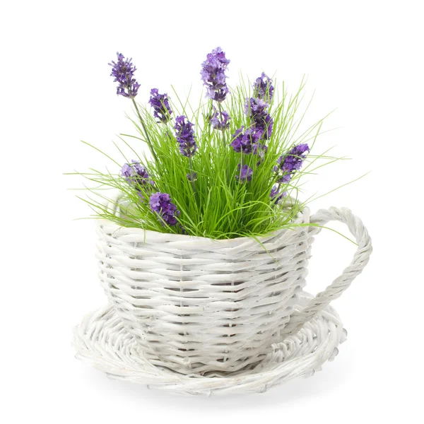 Lavendel bland gräs — Stockfoto