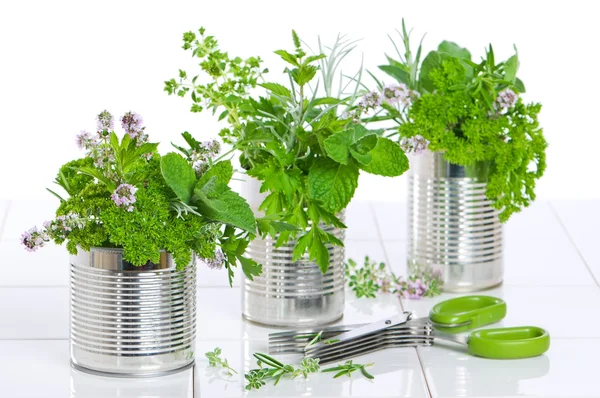 Świeże zioła w recyklingu puszek — Zdjęcie stockowe