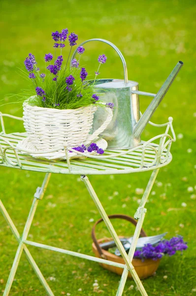 Sommer-Lavendel — Stockfoto