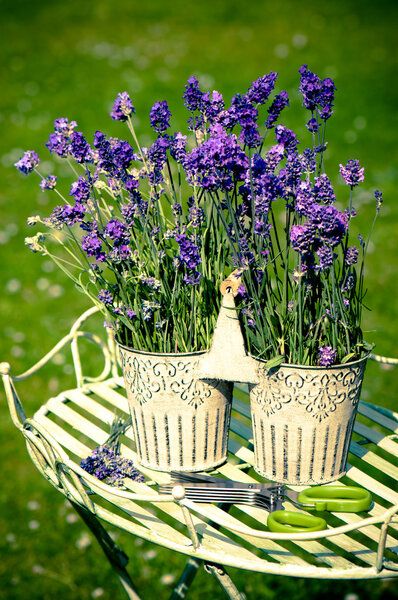 Lavender