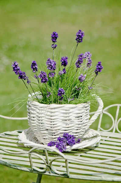 Garden Lavender — Stock Photo, Image