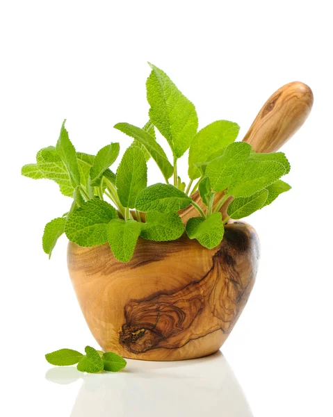 Sage Herbs — Stock Photo, Image