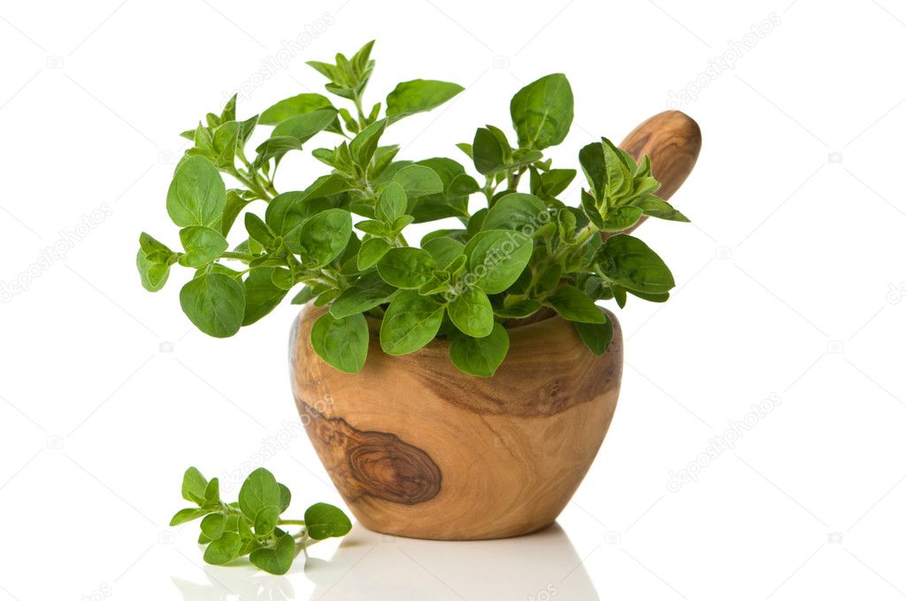 Oregano Herbs Stock Photo by ©springfield 11505852