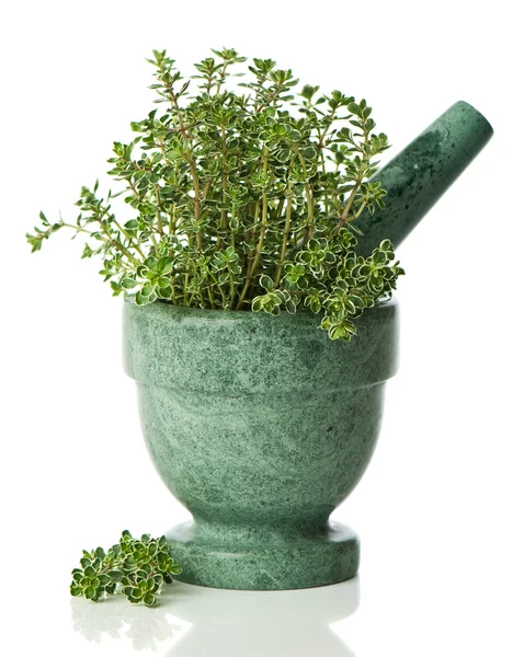Silver Thyme — Stock Photo, Image
