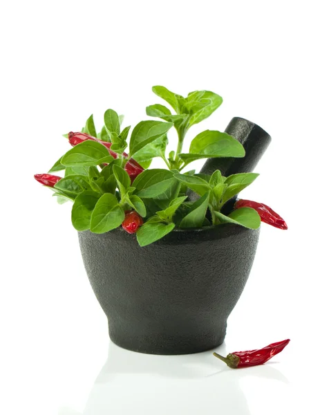 Oregano Herbs — Stock Photo, Image