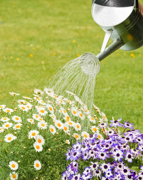 夏の花に水をまく — ストック写真