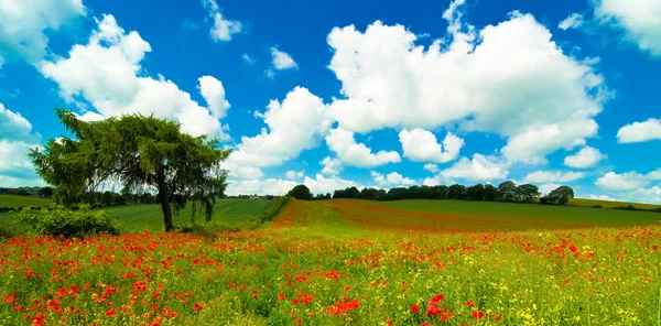 Vibrant Poppy Field — Stock Photo, Image