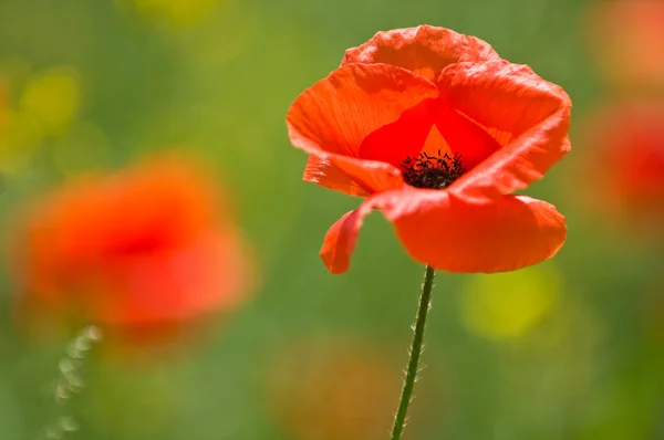 stock image Bright Red Poppy