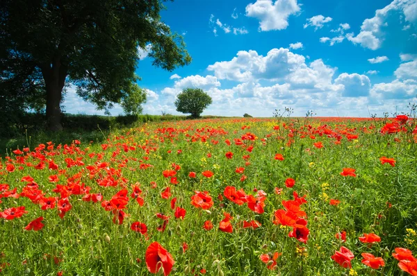 stock image Summer Poppy Field