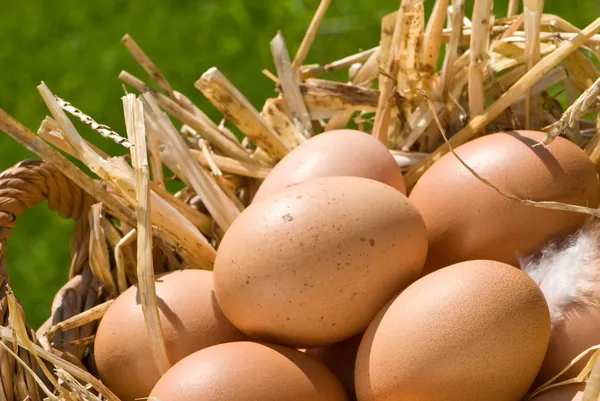 Frissen rakott tojások — Stock Fotó
