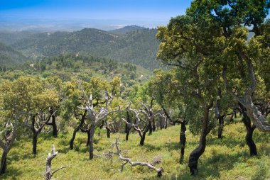 Scenic view monchique Dağları - Portekiz