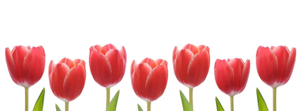 Rote Tulpenreihe — Stockfoto