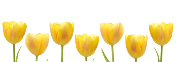 Fila de tulipán amarillo — Foto de Stock