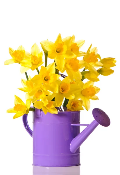 Daffodil Display — стокове фото