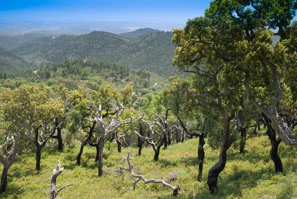 stock image Scenic View Of Monchique Mountains - Portugal