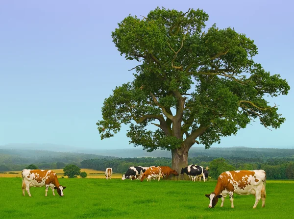 Misty Cows — Stock Photo, Image