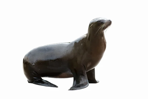 stock image Isolated Sealion