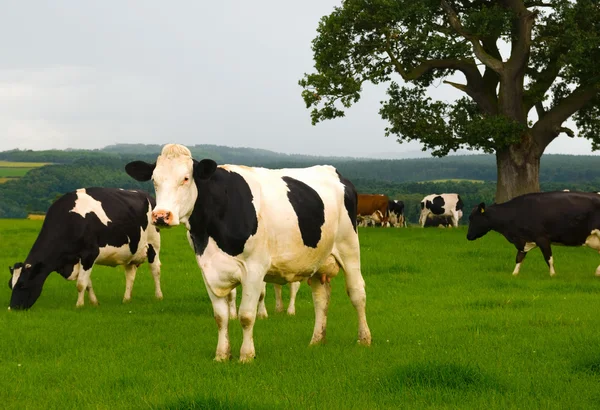Vacas friesianas em pé — Fotografia de Stock